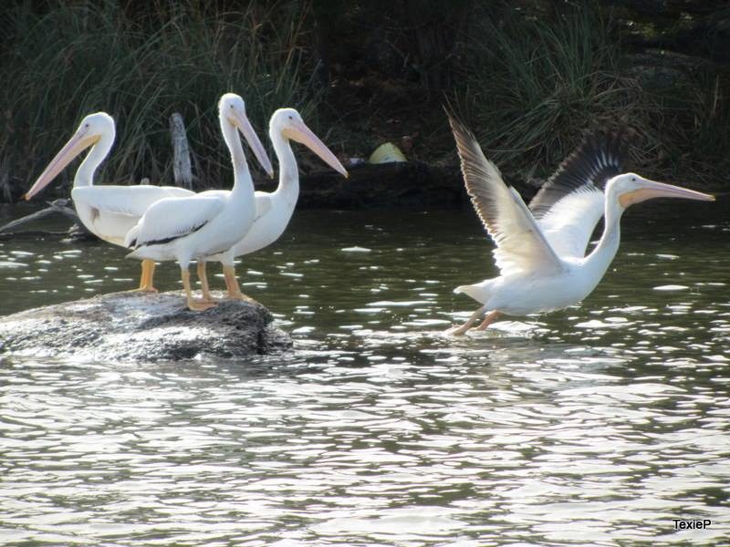 Pelicans resting on a rock and taking flight on Lake LBJ